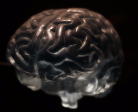 hersenen vierkant(2)